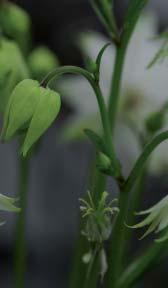 stellata White Barlow.