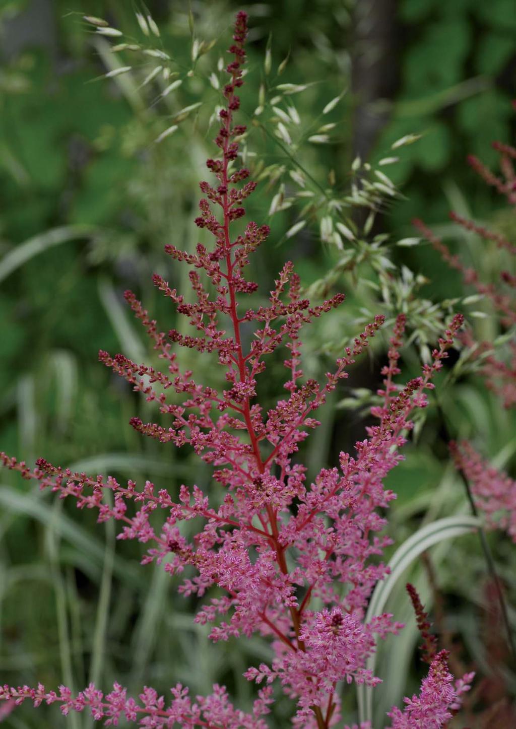Astilbe, Astilbe