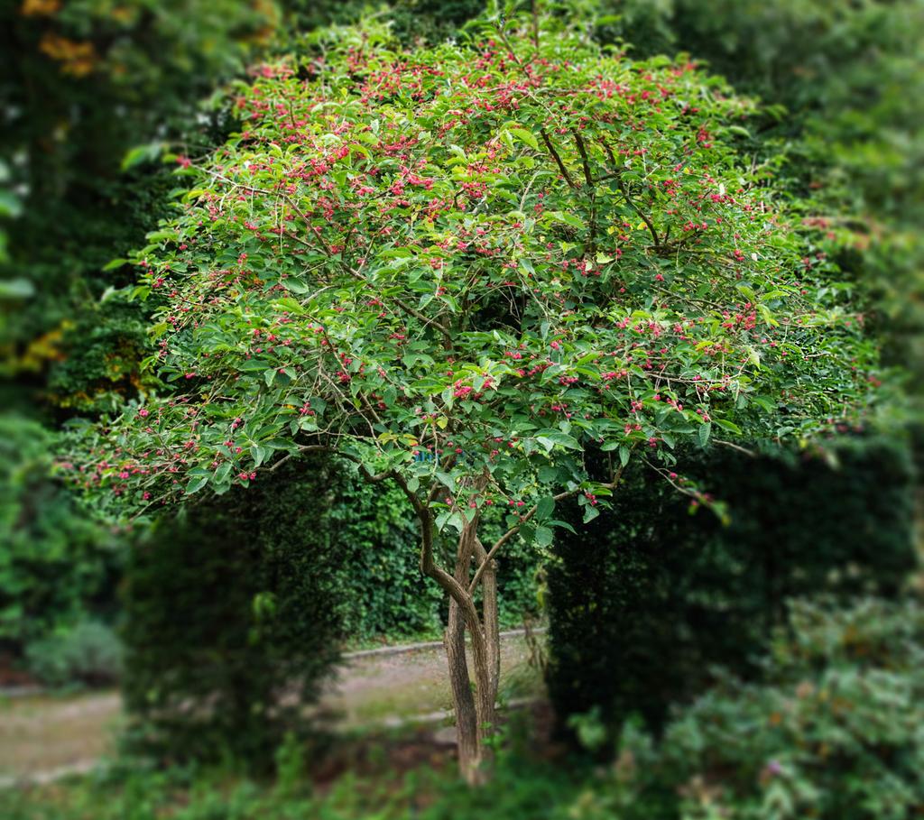 Movium Fakta # 5 2018 SOLITÄRBUSKAR MÅNGFALD OCH ANVÄNDNING Euonymus europaeus, benved. I många planteringar är det viktigt att få höjd och volym under årets alla delar.