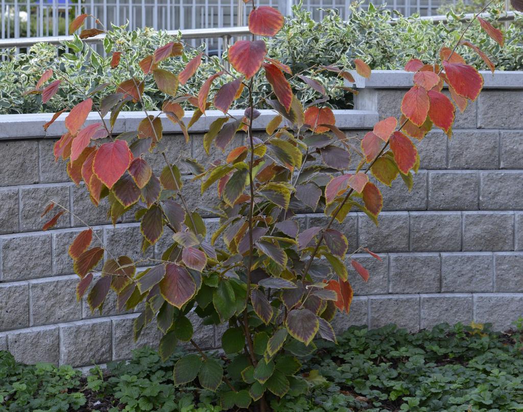 Hamamelis intermedia Pallida, trollhassel, har ett akrotont växtsätt, dvs. växer från topparna på skotten. är nödvändig ifall man vill undvika uppslag av oönskad ogräsvegetation.