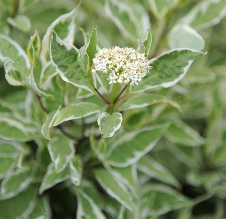 Exempel på andra arter/sorter av solitära buskar för typsituation 1: Art Höjd (m) Härdighet Övrigt Amelanchier laevis, kopparhäggmispel Cornus alba, rysk kornell Cotoneaster multiflorus, flockoxbär