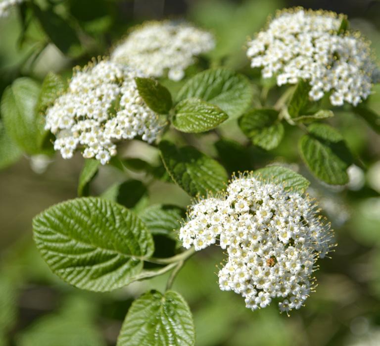 Exempel på andra arter/sorter av solitära buskar för typsituation 2: Art Höjd (m) Härdighet Övrigt Buddleja davidii, fjärilsbuske Cytisus praecox, vårginst Hippophaë rhamnoides, havtorn Juniperus