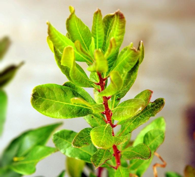 mughus, bergstall Rosa glauca, daggros Viburnum lantana, parkolvon 1,5 3 Zon 1 2 (3) Sommarblommande buske med ett glest och starkt vasformigt, tydligt överhängande växtsätt med doft ande (oftast),