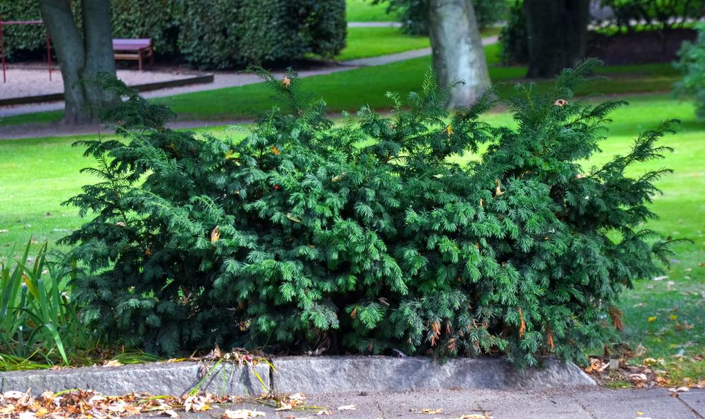 3. Skuggigt läge med goda markförhållanden En typsituation är till exempel naturlika planteringar på rika marker.