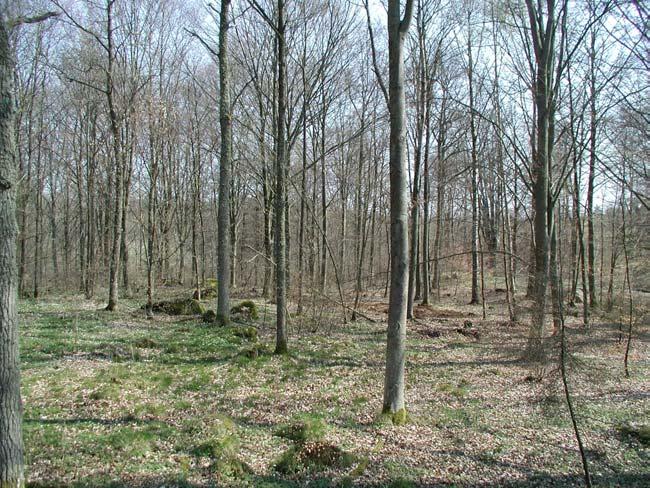 Växtligheten består av blandskog, i huvudsak dominerad av bok, och jordmånen utgörs främst av en gul till gulbrun moränsand.