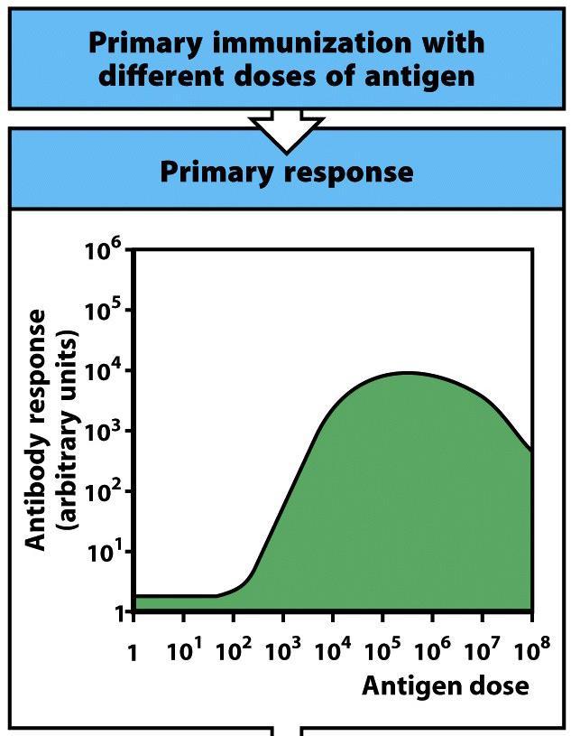 Priming = initial immunisering Mängd Ak =