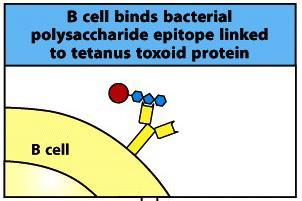 Haemophilus influenza: