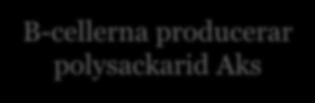 aktiverar B-cellerna