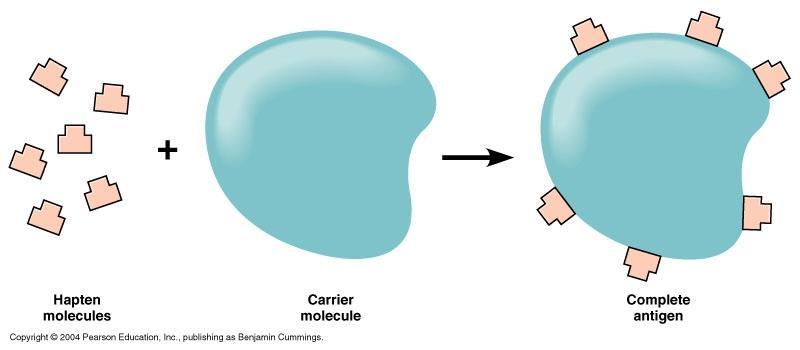 Aktivering av icke immunogena antigen Haptener små organiska molekyler som själv inte inducerar ett antikroppssvar fungerar