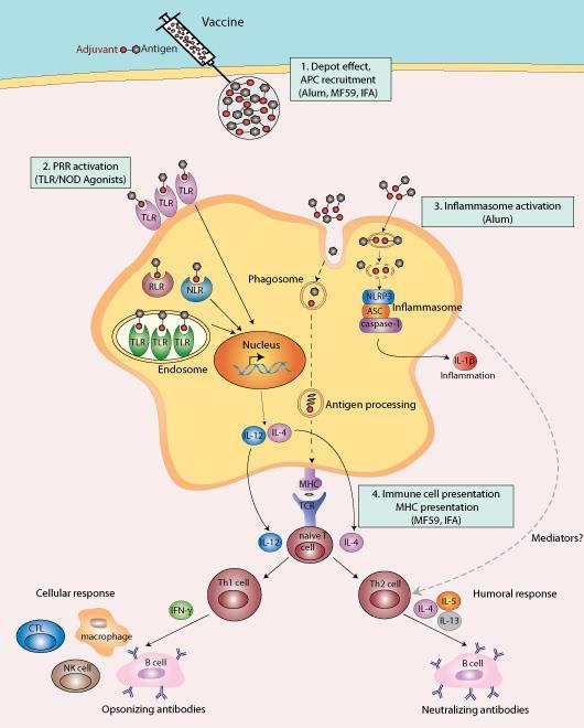 Adjuvant Adjuvant = immunstimulerande ämne Depå-effekt (APCs) PRR aktivering (inflammation)
