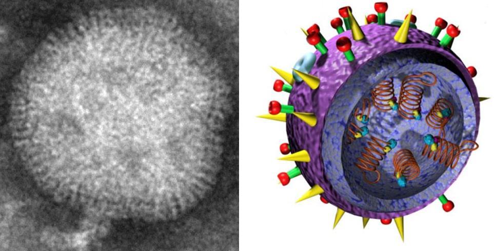 Typer av vacciner Inaktiverade vacciner -