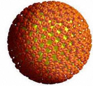 Typer av vacciner Inaktiverade vacciner -