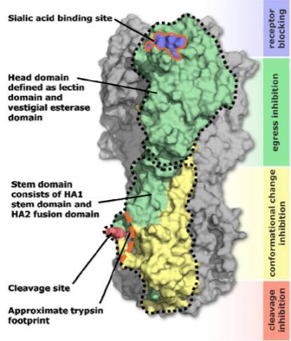 (influensa) - peptidvacciner (influensa, hep