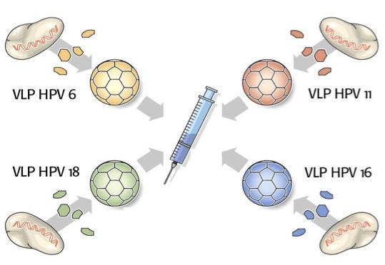 Typer av vacciner Inaktiverade vacciner - avdödade virus (polio) - subunitvacciner (influensa) - peptidvacciner (influensa, hep B) -