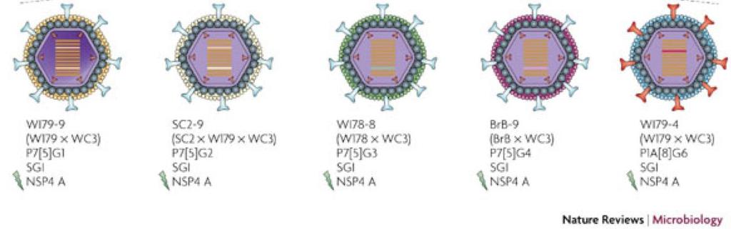 Typer av vacciner Inaktiverade vacciner Levande vacciner - avdödade virus (polio) - subunitvacciner (influensa) - peptidvacciner (influensa, hep B) - viruslika partiklar (HPV)