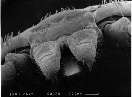 Unfed tick Osp