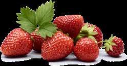 Eftersom juicen pressas av färsk frukt, APELSIN ARTIKELNR (ARLA) 66791 APELSIN-RDGUBB ARTIKELNR (ARLA) 86796 smakar