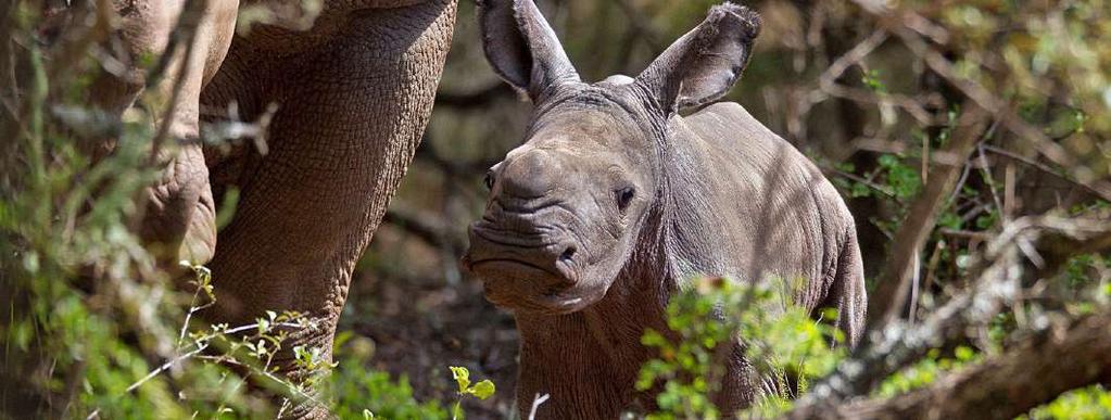 Vi besöker bland annat vilddjuren i Krugerparken och lär oss mer om befolkningens spännande kultur i det lilla kungadömet Swaziland.