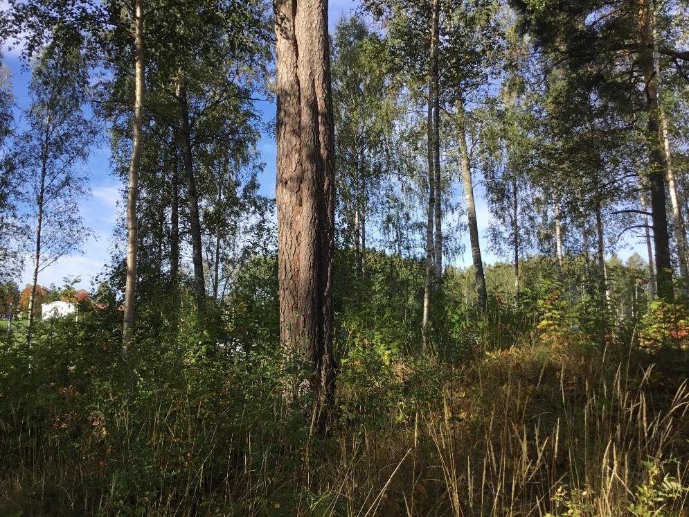 Figur 5. Naturvärdesobjekt A utgörs av björkdominerad skog med enstaka grövre tallar. 5 Naturvårdsarter 5.