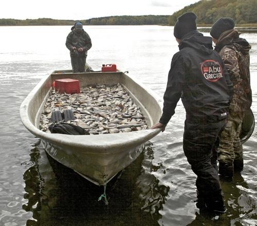 Under sex dagar i oktober 2012 fångades 6,2 ton braxen, mört och gärs vid ringnotsfisket i Bosarpasjön Foto: Johan Forssblad.