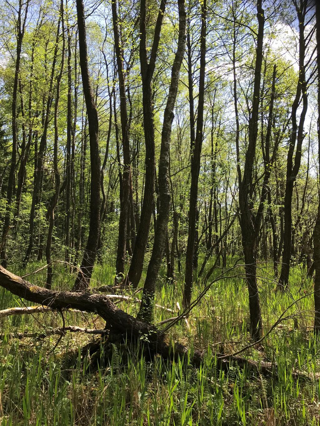 Finnsboskogen i