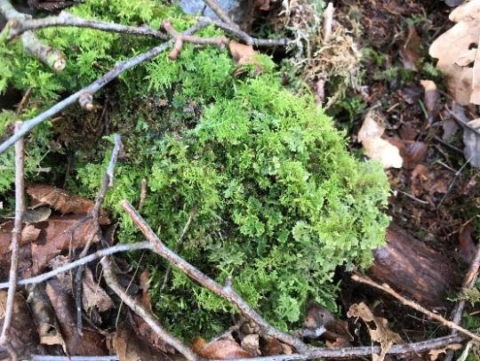 BILAGA 1 3 (10) 2018-10-31 Dnr 511-2591-18 Natura 2000-habitat Areal (hektar) 9190 - näringsfattig ekskog 5,7 9080 - lövsumpskog 3,9 91E0 - svämlövskog 4,6 Natura 2000-arter Flodnejonöga Havsnejonöga
