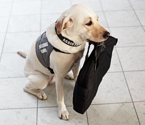 Det betyder att vi anpassar hotellen så att alla idrottare erbjuds samma höga standard, oavsett funktionsvariation eller inte. DOG@WORK.