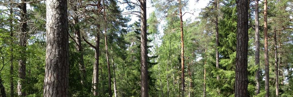 södra del.