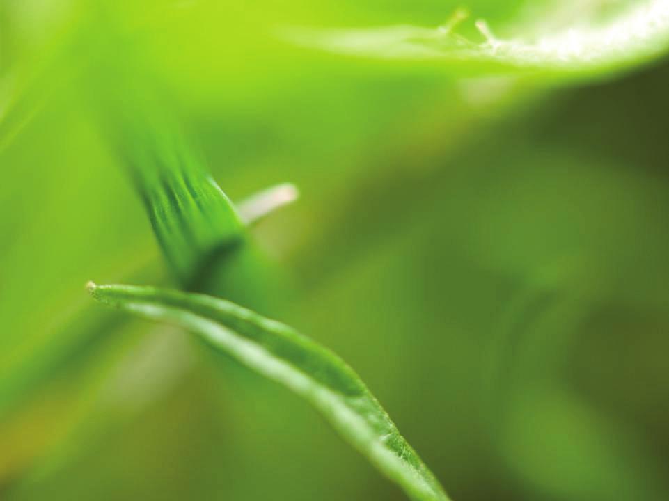 Våroljeväxter - Jordloppor Phyllotreta spp. gulrandiga och svarta arter Vanligast = Phyllotreta undulata (gulrandig) Phyllotreta atra (svart) Långa antenner Förtjockad baklår http://www.biolib.