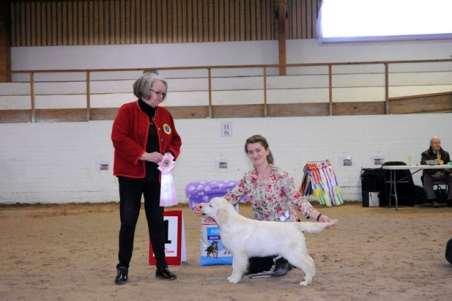 BIS finaler 2019 03 24 Valpklass 1 1. Golden retriever Heatwave Lavender Sky SE54174/2018 FÖDD 2018-10-02, E.