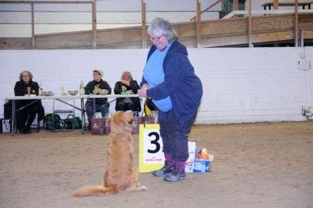 3 Nova Scotia Duck Tolling retriever J Agrosofens Yrhätta SE22403/2016 FÖDD 2016-03-21, E.