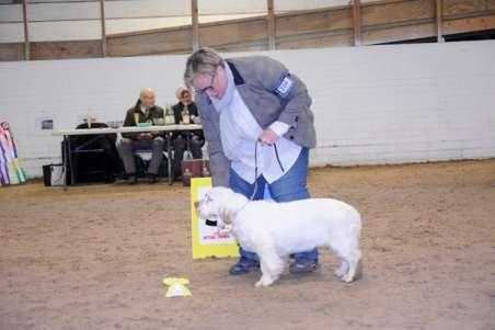 3. Clumber spaniel Clussexx Looking For A Prom Date SS09491404 FÖDD 2018-09-27, E. Clussexx Sargeant Major, U.