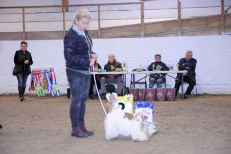 3 Amerikansk cocker spaniel Freixenet's Olympic Game SE20699/2018 VR FÖDD 2018-02-11, E. DK UCH US CH CA CH Forman's Heartbreaker, U.