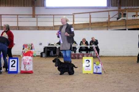 3 Cocker spaniel SE U(U)CH SE VCH Dream Max One Heart SE12075/2011 FÖDD 2010-11-26, E. FI V-98 NORD UCH Rossmix Rugger, U.