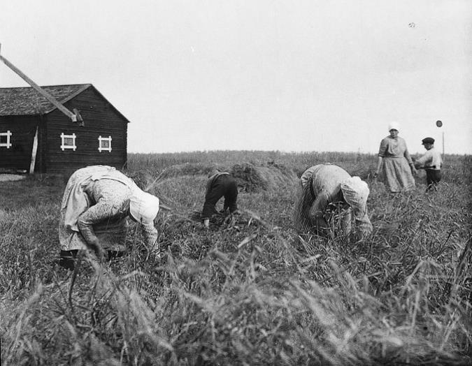 7 Kornskörd i Kainulasjärvi 1932 NKFC:s bildarkiv, Inkeri Tuovinen samling När digitaliseringarna inleddes under 2002-2003 hade man svårigheter att hitta lämplig programvara för visning och sökning