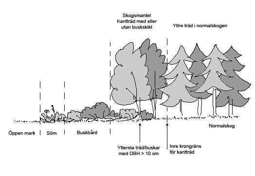 Kap 6.3. Skogskant 152 Trädens och buskarnas medelhöjd måste vara minst 5 meter. Ha minst 30% krontäckning av träd och buskar. Fig. 6.3. Tvärsnitt genom ett välutbildat skogsbryn med både buskbård och skogsmantel.