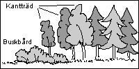 7 Buskbryn, buskar före skogsmantel Med bården av buskar eller småträd buskbården tydligt före skogsmantelns 