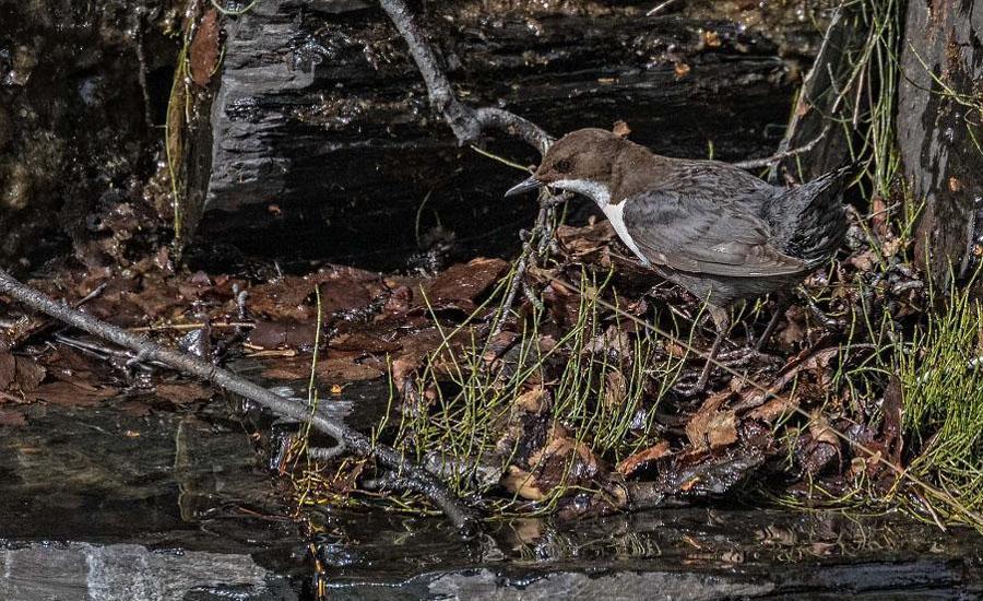58. Stenskvätta (Oenantthe oenanthe) Allmän på kalfjället. 59. Strömstare (Cinclus cinclus) 1 ex 28/6 och 2 ex 30/6 i Abiskokanjon.