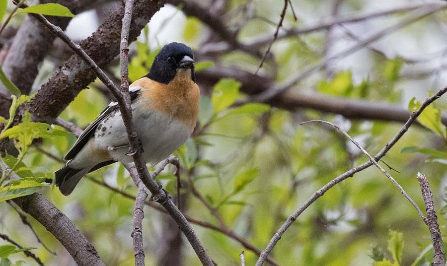 65. Bofink (Fringilla coelebs) 2 ex 30/6 vid Jukkasjärvi. 66. Bergfink (Fringilla montifringilla) Allmän alla dagar. Bergfink, hane Foto: Peter Hennix 67.