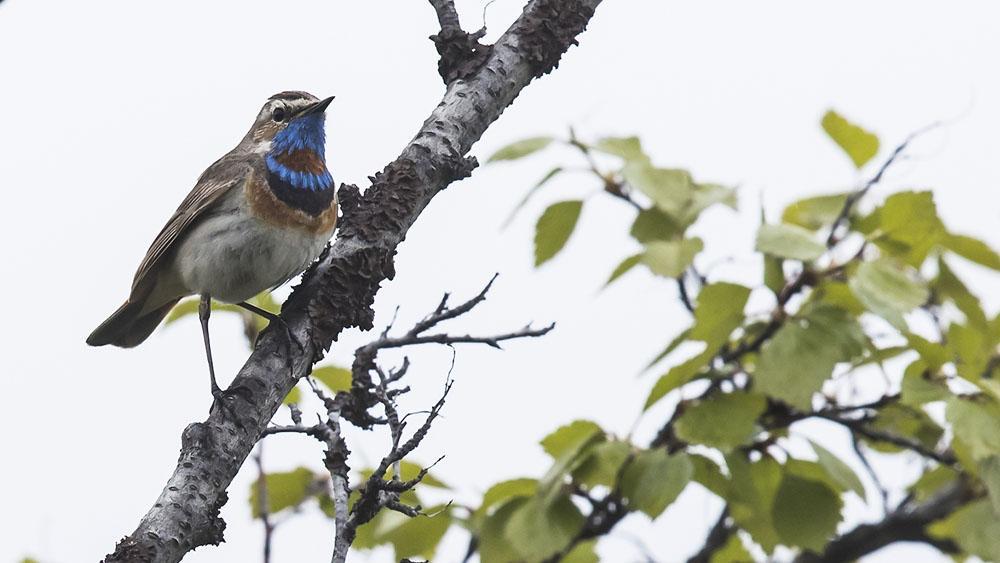 Blåhake, Foto: Kent-Ove Hvass. INLEDNING Denna fjällresa med fokus på fjällets och norrlandskogarnas fåglar, hade väldigt växlande väder. Det hade varit en extremt kall och sen vår.