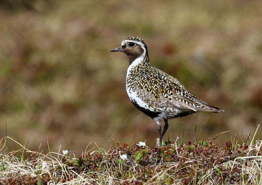 16. Trana (Grus grus) 3 ex 30/6 på vägen till Jukkasjärvi. 17.