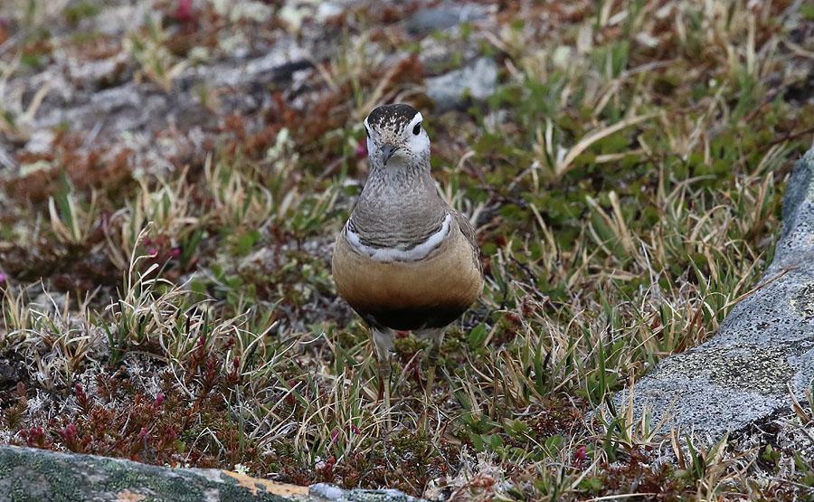 Fjällpipare (Charadrius morinellus) 3 4 ex Njuolla 28/6. Fjällpipare Foto: Anders Laurin 19.