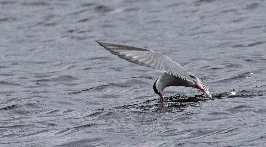 22. Gluttsnäppa (Tringa nebularia) 1 ex 1/7 Katterjåkk. 23. Grönbena (Tringa glareola) 1 ex 27/6 Stordalens naturreservat och 1 ex 1/7 Jukkasjärvi. 24.