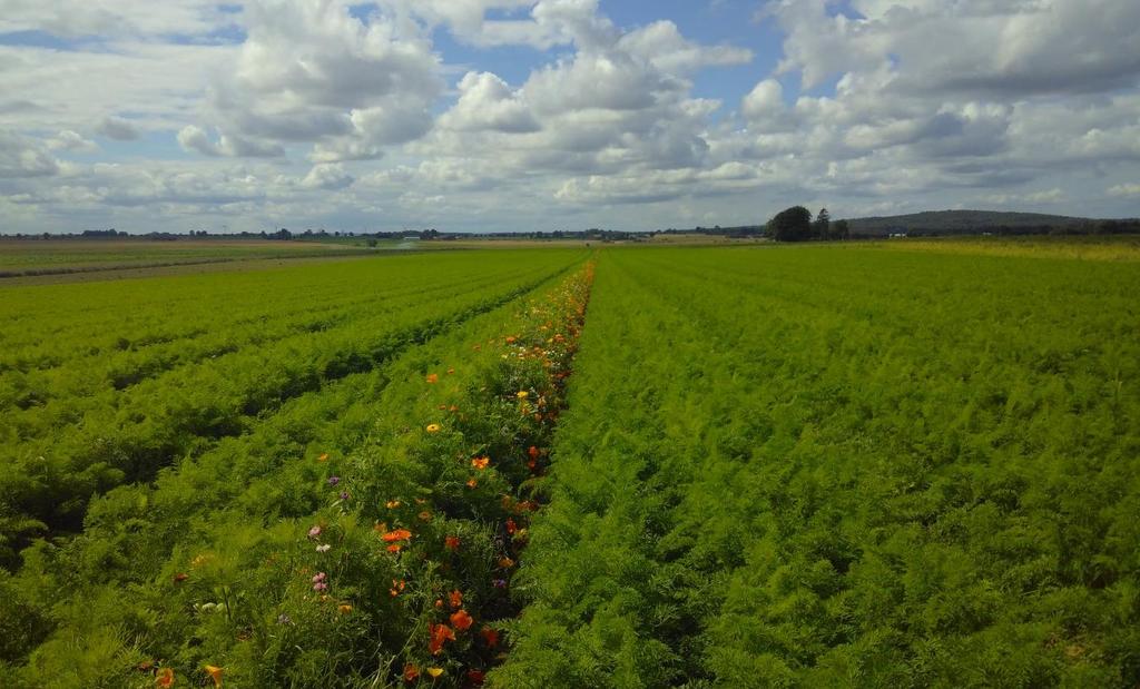 Biodiversity as a preventative measure - IPM-strategies for field vegetables Yenny