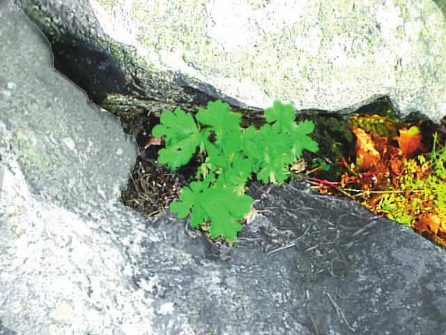 Med rätt omvårdnad kan de spädaste plantor bli stora blommande träd FNs deklaration om mänskliga rättigheter för barn, Barnkonventionen, är grunden för hur barn ska bemötas.