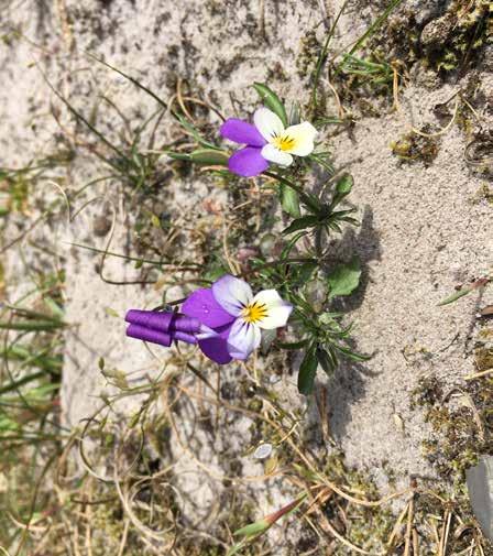 UNDER PERIODEN 1 APRIL 31 MAJ VARJE TORSDAG KL 11.15 OCH VARJE SÖNDAG KL 14.00 VÅRTECKENVANDRING Ca 45 min. Hur långt har våren kommit?