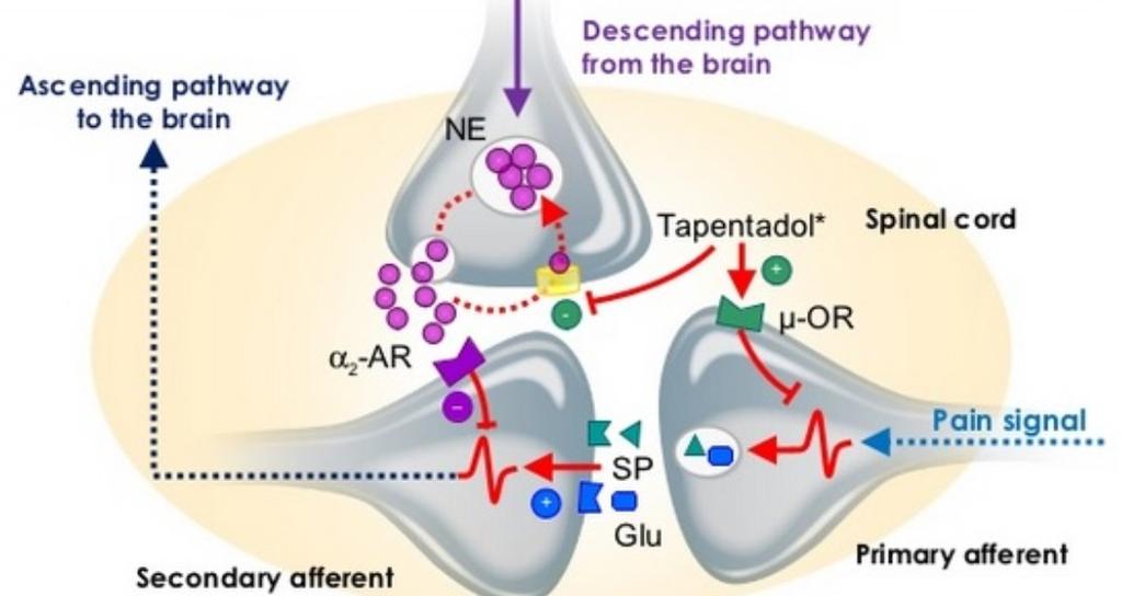 Rekommendation 8 Tapentadol-Palexia Mindre potenta opioider