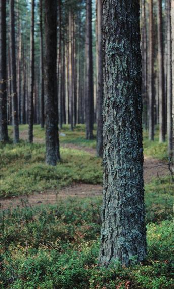 GALLRA MED SCA Boka gratis rådgivning idag SVENSKA CELLULOSA AKTIEBOLAGET Finare skog & pengar i handen Vid gallring