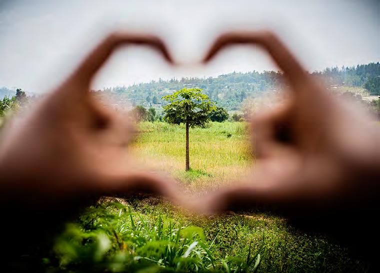 Klimatkompensation med agroforestry Ett av målen för vår kontorsverksamhet är att minska utsläppen av växthusgaser och att vår verksamhet ska vara koldioxidneutral.
