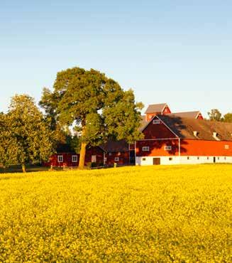 Rapsgris med unik gårdsmärkning! Hösten 2017 gårdsmärktes hela vårt sortiment av Rapsgris. Det betyder att du kan se vilken gård som levererat just det köttet som du serverar dina gäster.
